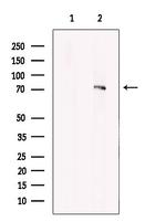 ARK5 Antibody in Western Blot (WB)