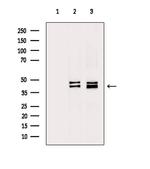 p38 MAPK gamma/delta Polyclonal Antibody