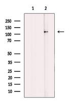 EphB1/EphB3/EphB4 Antibody in Western Blot (WB)