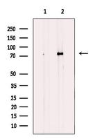 KIZUNA Polyclonal Antibody