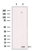 PDE6 gamma Polyclonal Antibody