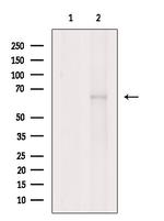 SHC3 Polyclonal Antibody