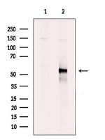 SMAD1/SMAD9 Antibody in Western Blot (WB)
