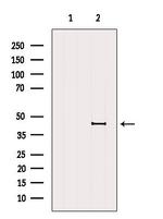 HLA-E Polyclonal Antibody