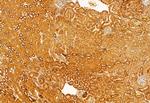 SRXN1 Polyclonal Antibody