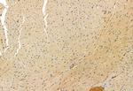 HIPPI Antibody in Immunohistochemistry (Paraffin) (IHC (P))