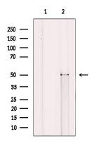 CRBN Antibody in Western Blot (WB)