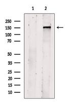 KIAA1199 Antibody in Western Blot (WB)
