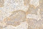 REEP5 Antibody in Immunohistochemistry (Paraffin) (IHC (P))
