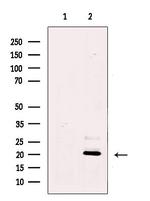 REEP5 Antibody in Western Blot (WB)