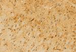 CISD2 Antibody in Immunohistochemistry (Paraffin) (IHC (P))