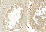 CISD2 Polyclonal Antibody