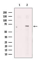 SLC30A7 Polyclonal Antibody