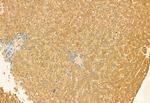 C9orf72 Antibody in Immunohistochemistry (Paraffin) (IHC (P))