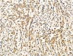 PBXIP1 Antibody in Immunohistochemistry (Paraffin) (IHC (P))
