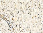 PBXIP1 Polyclonal Antibody