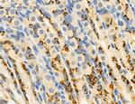 PBXIP1 Antibody in Immunohistochemistry (Paraffin) (IHC (P))