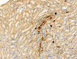 PBXIP1 Antibody in Immunohistochemistry (Paraffin) (IHC (P))