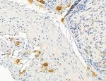 PBXIP1 Antibody in Immunohistochemistry (Paraffin) (IHC (P))