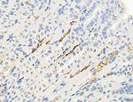 PBXIP1 Antibody in Immunohistochemistry (Paraffin) (IHC (P))