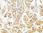 PBXIP1 Antibody in Immunohistochemistry (Paraffin) (IHC (P))