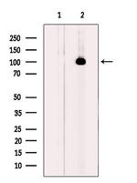 PBXIP1 Antibody in Western Blot (WB)