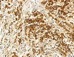 SEC61G Polyclonal Antibody