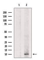 DSS1 Antibody in Western Blot (WB)