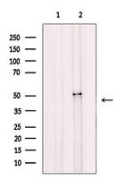 MAGT1 Polyclonal Antibody