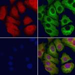 NASP Polyclonal Antibody