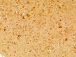 DNAJB14 Antibody in Immunohistochemistry (Paraffin) (IHC (P))