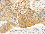 DNAJB14 Antibody in Immunohistochemistry (Paraffin) (IHC (P))
