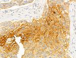 DNAJB14 Antibody in Immunohistochemistry (Paraffin) (IHC (P))