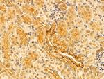 DNAJB14 Antibody in Immunohistochemistry (Paraffin) (IHC (P))