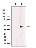 DNAJB14 Antibody in Western Blot (WB)