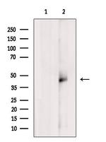DNAJB14 Antibody in Western Blot (WB)