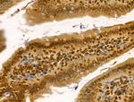 LARP7 Antibody in Immunohistochemistry (Paraffin) (IHC (P))
