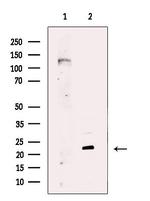 PNAS4 Antibody in Western Blot (WB)