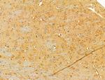 SBP2 Antibody in Immunohistochemistry (Paraffin) (IHC (P))