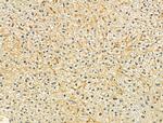SRP9 Antibody in Immunohistochemistry (Paraffin) (IHC (P))