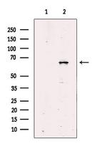 SHOC2 Antibody in Western Blot (WB)