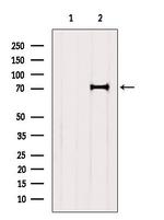 BBS7 Antibody in Western Blot (WB)