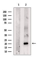 CHCHD3 Antibody in Western Blot (WB)