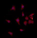 FAM96B Polyclonal Antibody