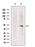 FECH Antibody in Western Blot (WB)