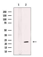 LAMTOR5 Antibody in Western Blot (WB)