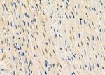NUFIP1 Antibody in Immunohistochemistry (Paraffin) (IHC (P))