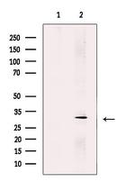 ARHE Antibody in Western Blot (WB)