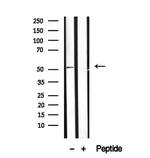 SCG3 Antibody in Western Blot (WB)