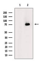SLC22A12 Polyclonal Antibody